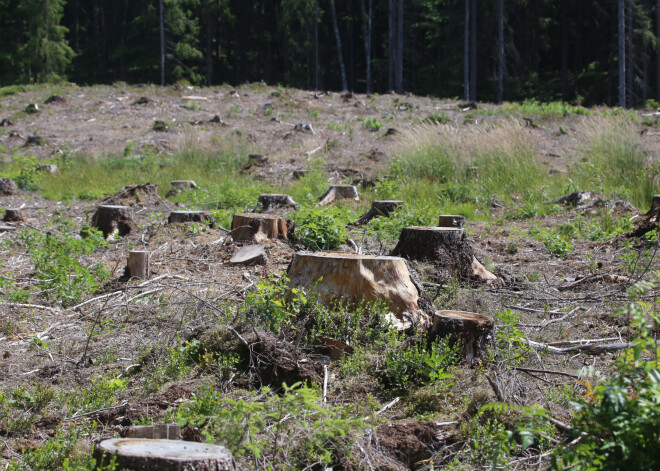 Pasaules meži zaudē pret zāģi