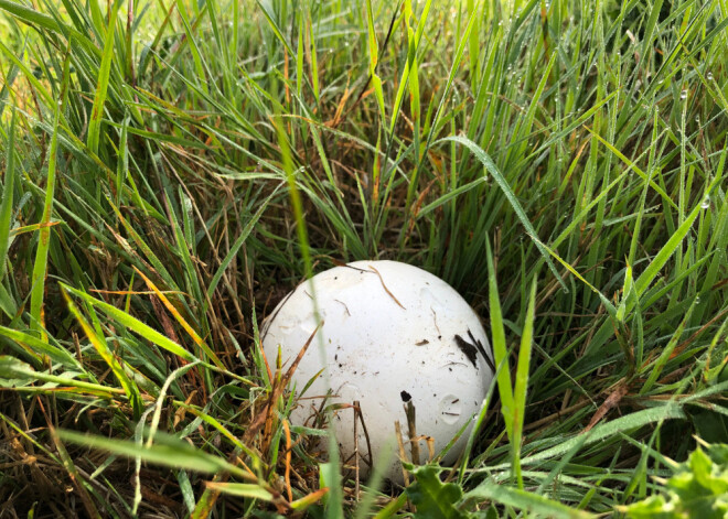 Pagaršo pūpēdi! Sēņotāji ziņo, ka šogad Latvijā pūpēžu raža ir labāka nekā pērn