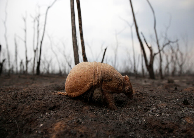 Bolīvijas fauna cietusi smagus zaudējumus