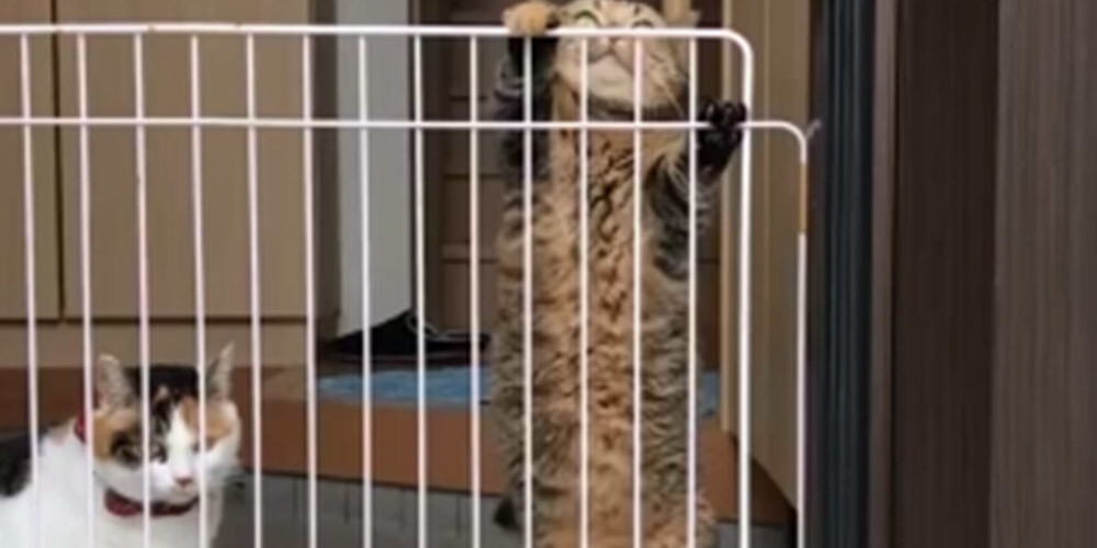 Viens no pēdējā laika smieklīgākajiem kaķu VIDEO