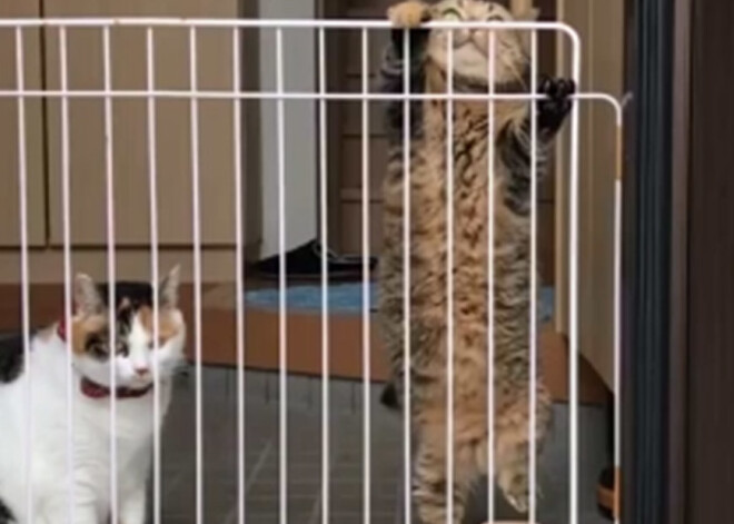 Viens no pēdējā laika smieklīgākajiem kaķu VIDEO