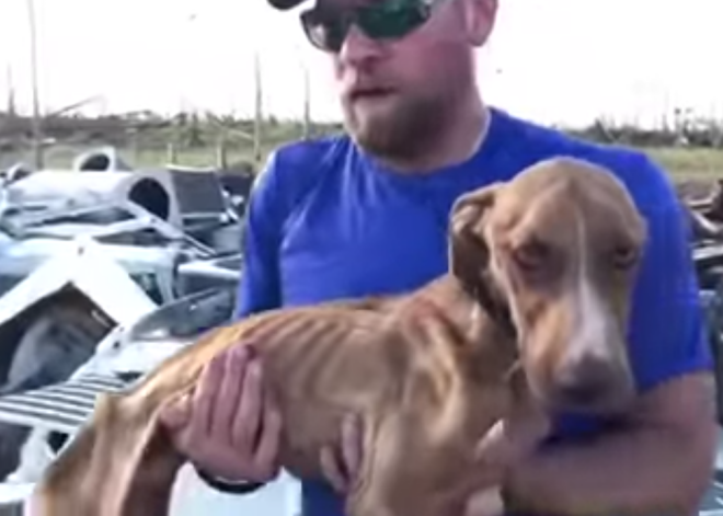 Щенок три недели выживал под обломками дома после урагана и спасся