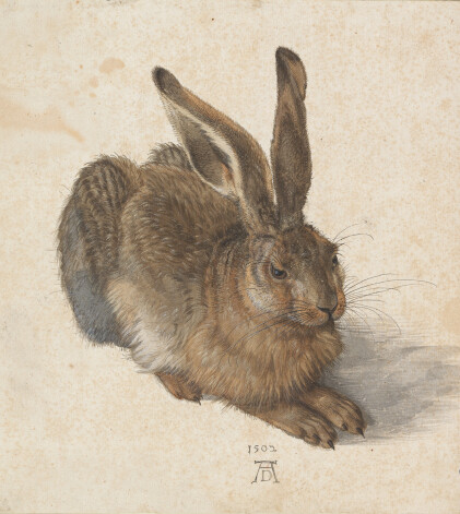 Заяц, 1502