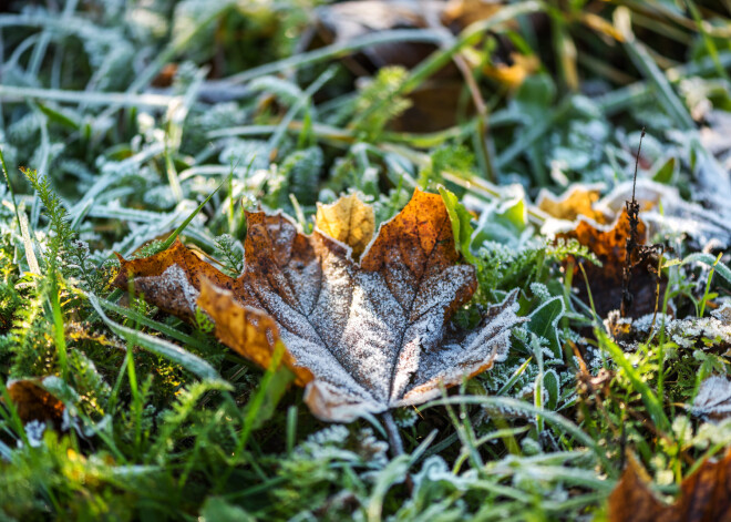 Rudens salnas - kuriem dārzeņiem un puķēm tās kaitē, un kuriem ne?