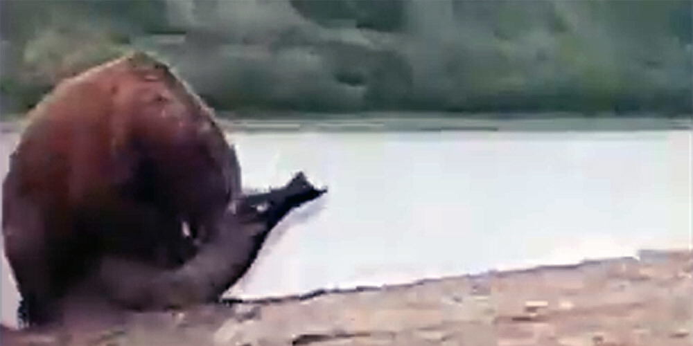 VIDEO: zvejnieks Krievijā ar rēcieniem izglābj roni, kurš bija nonācis lāča ķepās