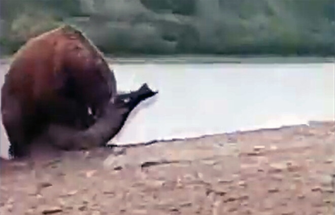 Zvejnieki paglāba roni no izsalkuša lāča skavām.