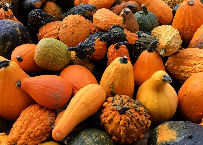 Ko darīt ar oranžo prieka avotu – dekoratīvo ķirbi?