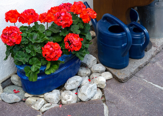 Košās un atkal modīgās pelargonijas: kā tās pareizi sagatavot ziemai