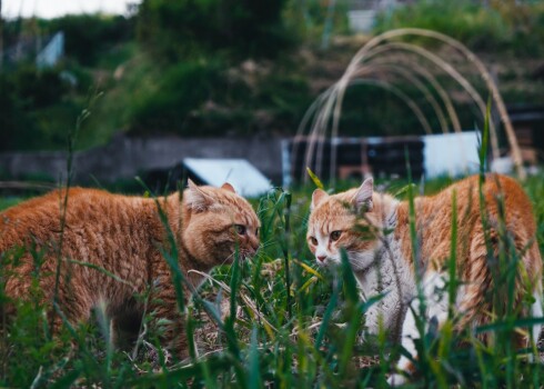 Rudi kaķi piesaista mīlestību. Tie ieteicami sievietēm, kuras vēlas atrast savu otro pusīti.
