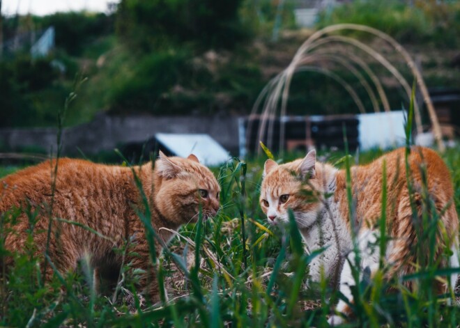 Murrājošie dziednieki un veiksmes talismani. Mājas kaķu mistiskie noslēpumi
