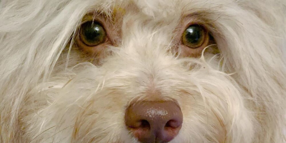 Необычный пес с человеческими глазами покоряет интернет