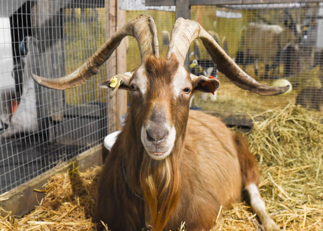 Козел Фредис и другие звери приглашают на выставку "Zooexpo 2019" на Кипсале