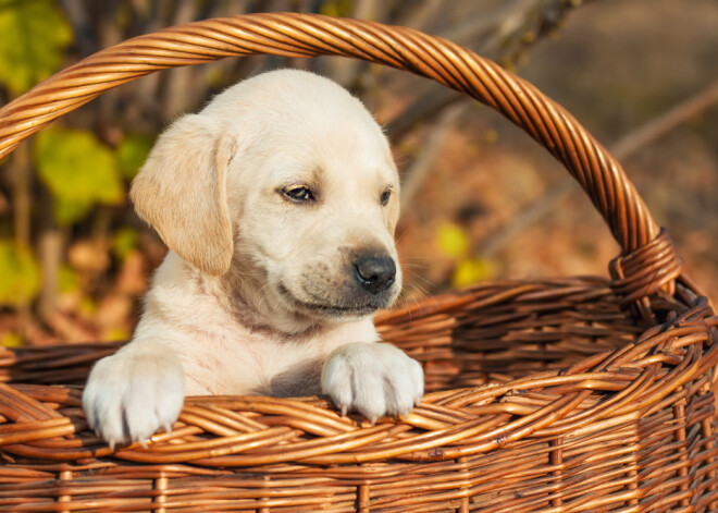 Daudz kas var izrādīties citādāk, nekā šķita... Dienas horoskops 18. oktobrim