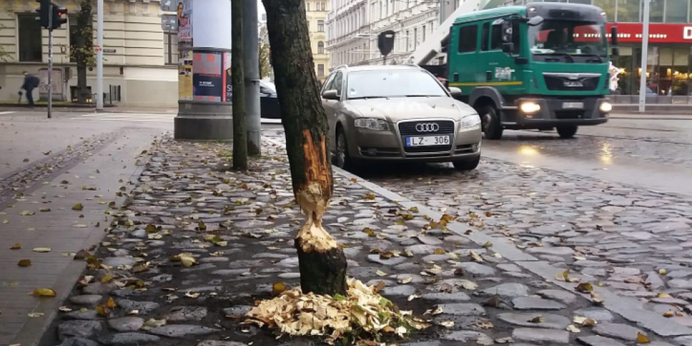Бобры поедают деревья уже в центре Риги: специалисты рассказали, нужно ли бояться