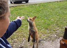 Šo foto Līgatnes dabas taku stāvlaukumā uzņēmis kāds apmeklētājs, nedomājot par sekām.