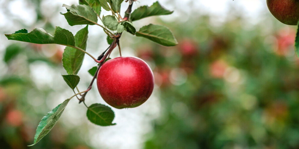 Kas jāzina par ābeļu, ķiršu un citu dārza kokaugu piesegšanu rudenī