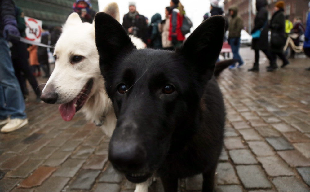Dzīvnieku aizstāvji sola vēl vairāk un vēl skaļākas akcijas Rīgas centrā