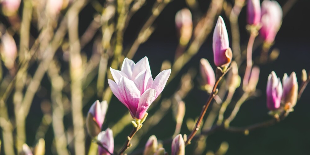 Vērtīgi padomi, lai nākampavasar bagātīgi ziedētu magnolijas