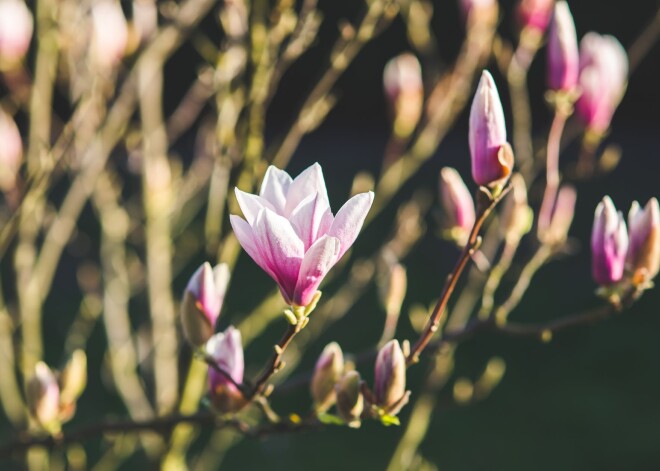 Vērtīgi padomi, lai nākampavasar bagātīgi ziedētu magnolijas