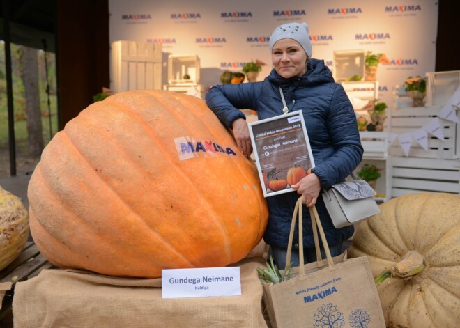 Noskaidrots Latvijas lielākais ķirbis -  329,5 kilogramus smags