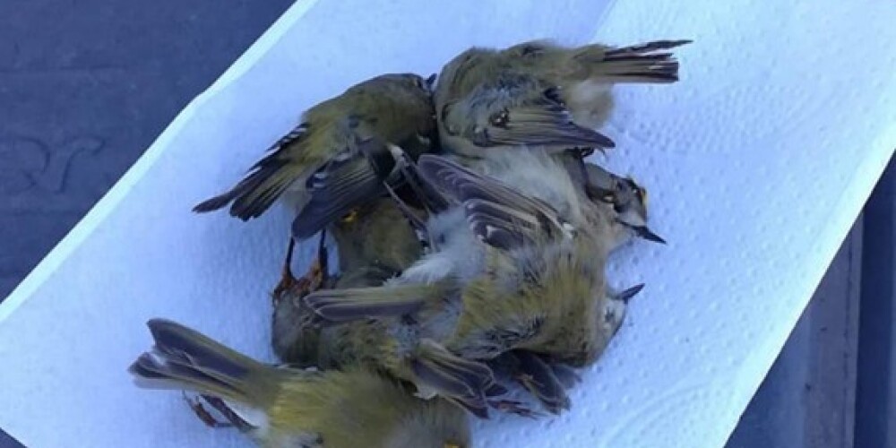 Kā izglābt mazo putnu dzīvības