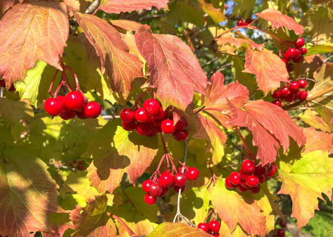 Tautas medicīna. Rudens bagātība - irbenes