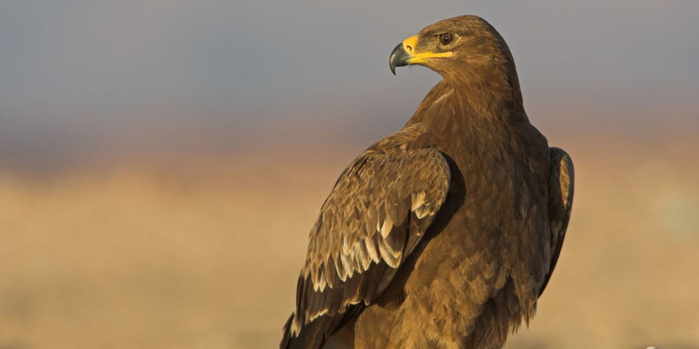 Ornitologus Krievijā gandrīz izputina ērgļu īsziņas no Irānas