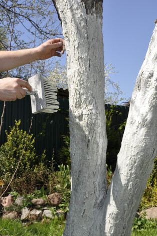 Koku kaļķošanu veic pirms sala sākšanās; koka stumbram būs ļoti nepatīkami un auksti, ja to mitrināsi, kad ārā ir sals. Vislabāk šo darbu darīt sausā laikā, lai kaļķojums uz stumbriem labi turētos.