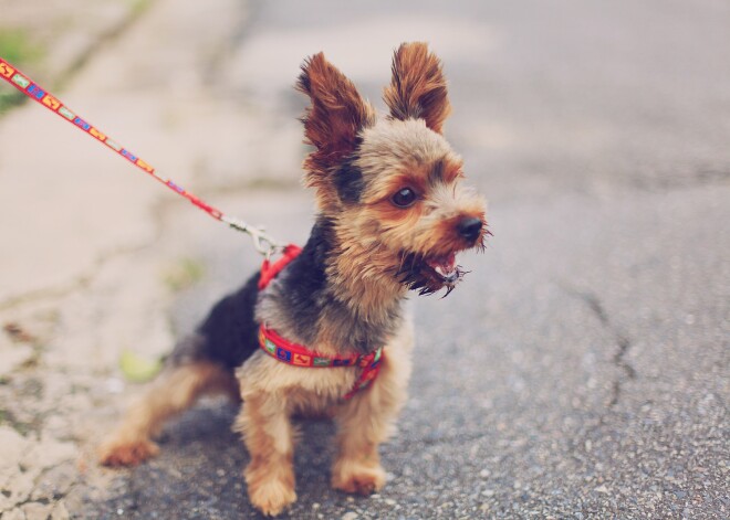 Daudzas lietas nokārtosies. Horoskops visām zodiaka zīmēm trešdienai, 6. novembrim