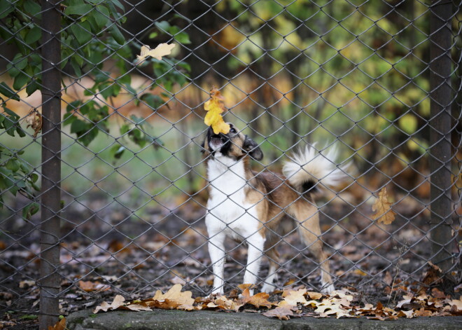 Laika prognoze nedēļas nogalei