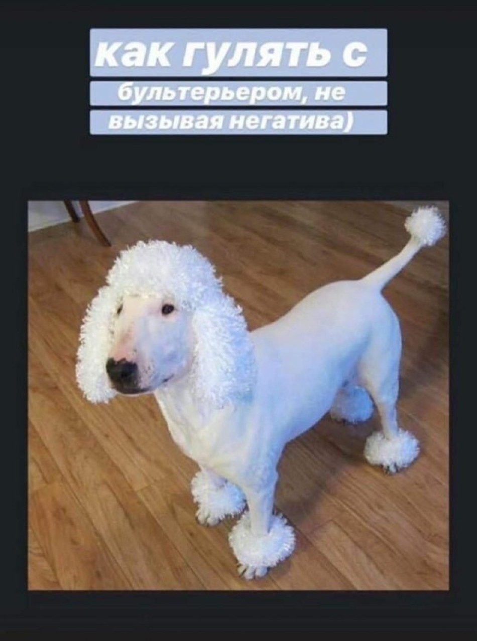 Бультерьер пудель