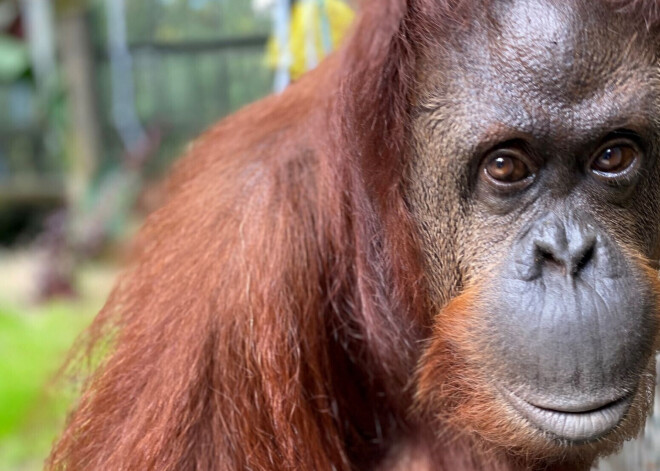 Orangutans Sandra, kam tiesa piešķīra dažas cilvēktiesības, 33 gados sāk jaunu dzīvi