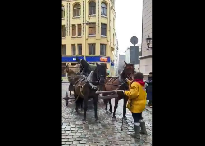 VIDEO: amizants skats! Vietējie tūristiem Vecrīgā māca latviski braukt ar zirgu