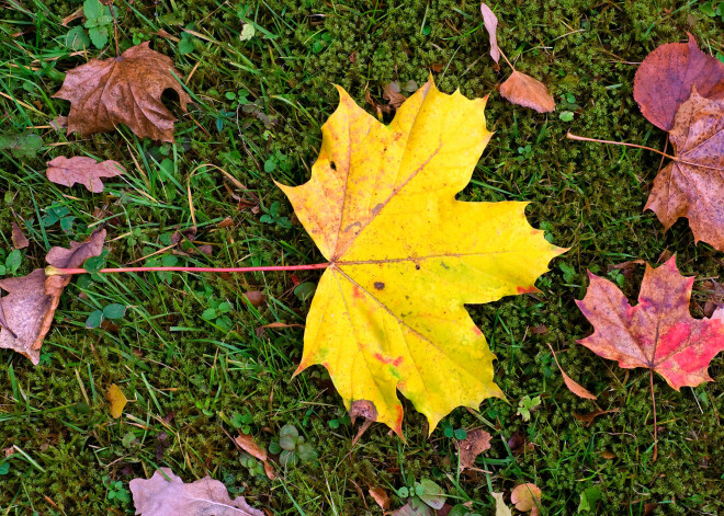 Lapu savākšana, stumbru kaļķošana, orhideju mēslošana: kas jāpaveic dārzā novembrī