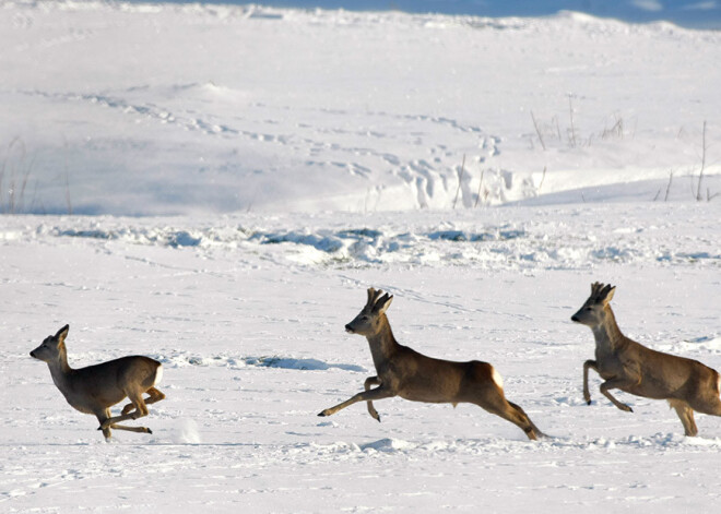 На востоке Латвии побиты рекорды тепла для 10 ноября, а в Скандинавии мороз усилился до -34 градусов