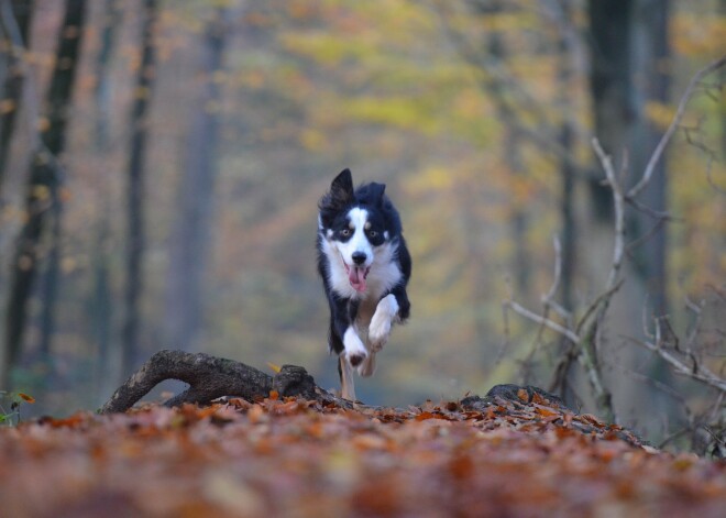 Laika prognoze ceturtdienai