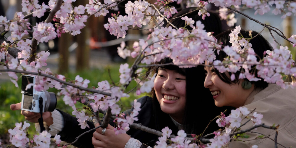 Japānas valdība atceļ tradicionālos ķiršu ziedēšanas svētkus nākamgad