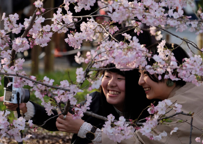 Japānas valdība atceļ tradicionālos ķiršu ziedēšanas svētkus nākamgad