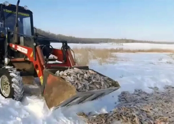 VIDEO: Jakutijā zvejniekiem tik ļoti paveicās, ka loms bija jāved ar traktoru