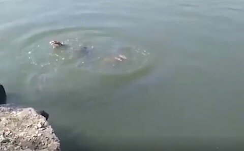 Видео: На Дону трое мужчин утонули в реке после распития спиртного