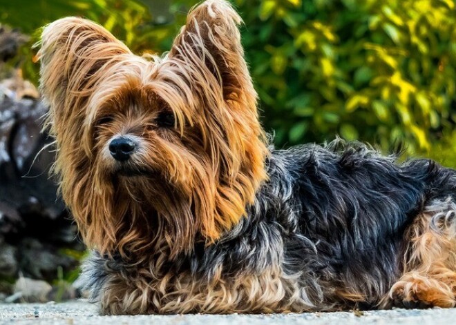 Семья вне себя от горя: собаку пришлось усыпить после того, как ее раздавило переброшенной через забор посылкой