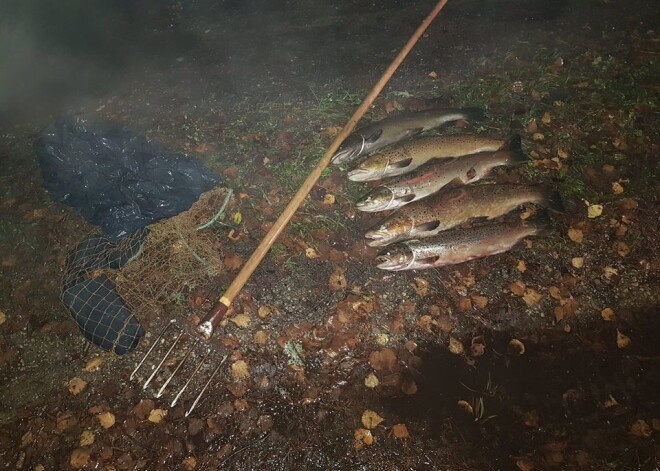 Dundagas pusē pieķer maluzvejnieku: pa dienu apkopj kamieļus, naktī dur zivis