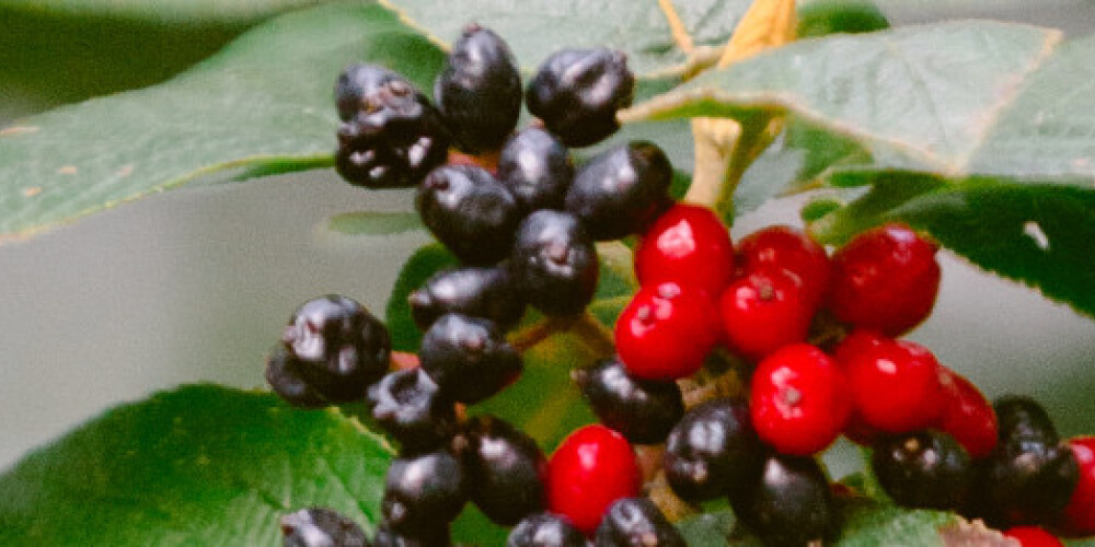 “Fonda “Rīgas Jūrmalas mūzikas festivāls” (RJMF) darbības mērķis ir veidot klasiskās mūzikas notikumus, kas popularizēs Latviju pasaulē kā nozīmīgu klasiskās mūzikas tūrisma galamērķi Ziemeļeiropā. RJMF2019 ietvaros četras nedēļas nogales Latvijā muzicēs tādi orķestri un pasaulslaveni diriģenti kā Bavārijas Radio simfoniskais orķestris un Mariss Jansons un daudzi citi.