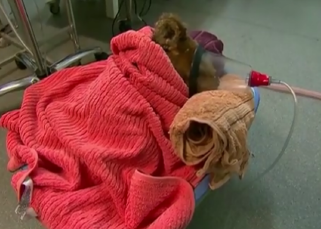 Veterinārārsti iemidzinājuši no degošā meža izglābto Austrālijas koalu Lūisu