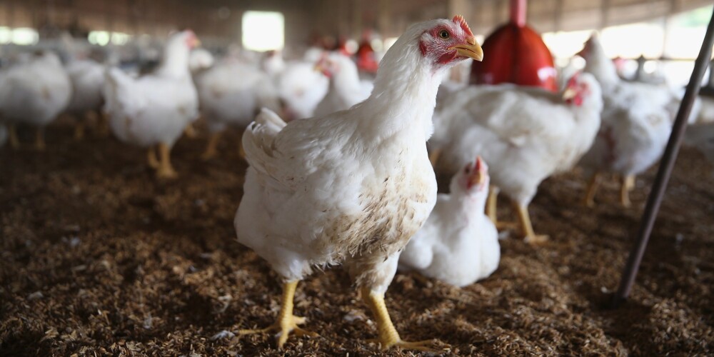 EP pieņem grozījumus pārmērīga Ukrainas vistas gaļas importa novēršanai