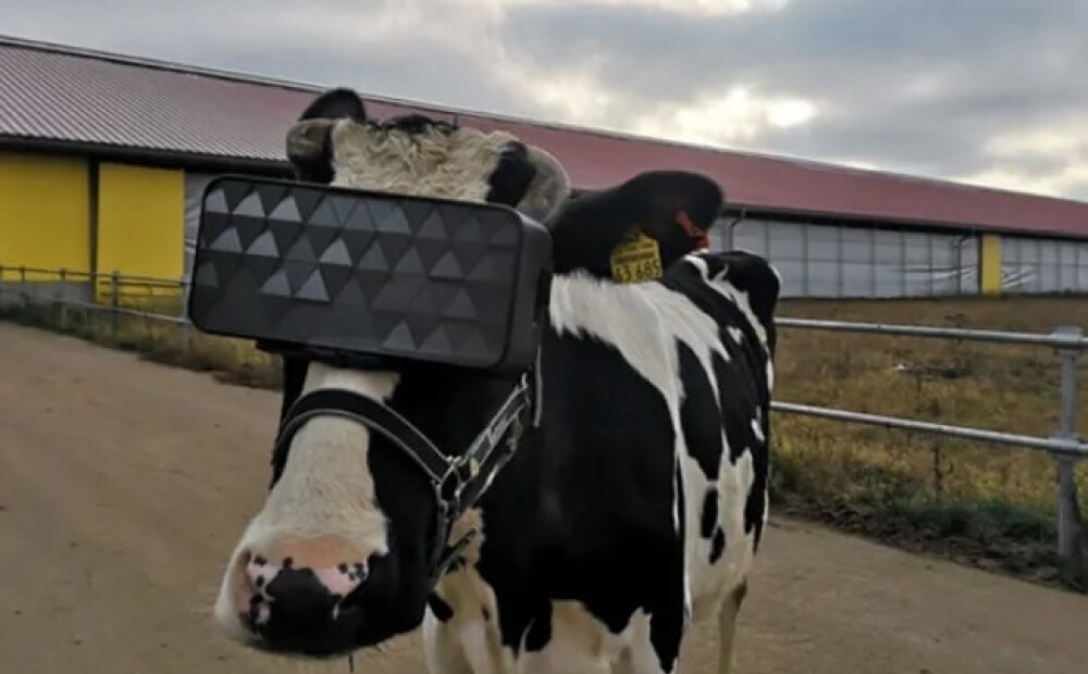 Govis Krievijā aprīko ar virtuālās realitātes Google brillēm, lai tās ražotu vairāk piena