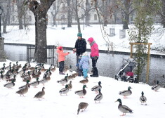 Cilvēki baro pīles Bastejkalnā.