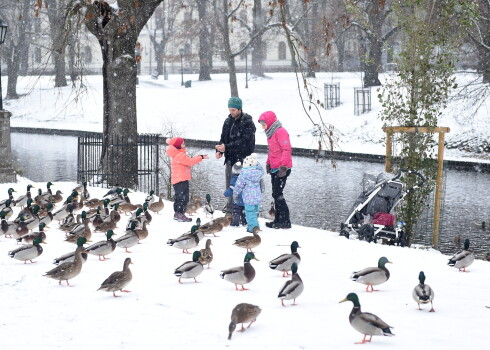 Cilvēki baro pīles Bastejkalnā.