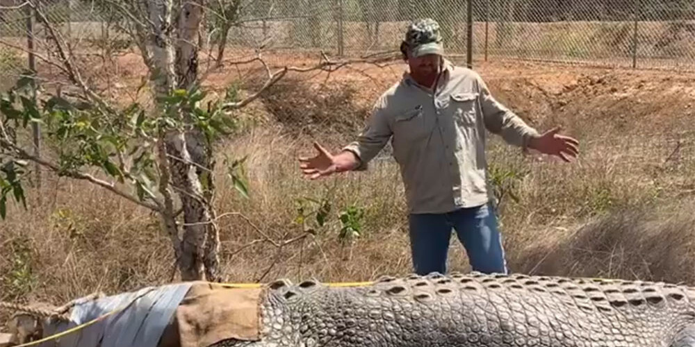 Austrālijā noķerts 5,1 metru garš krokodils, kurš medīja fermeru audzētās govis