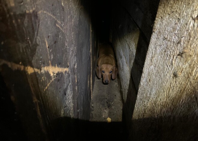 Izņemti nežēlīgos apstākļos turēti suņi; atrasts arī jau daļēji mumificējies dzīvnieka līķis